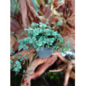 Mini pilea nummulariifolia Glauca Greyzy