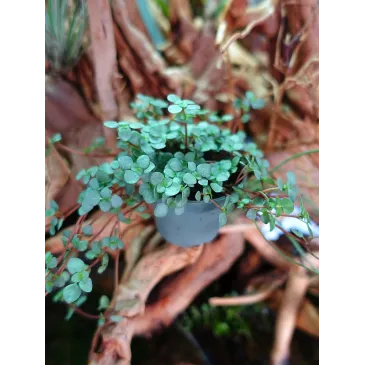 Mini pilea nummulariifolia Glauca Greyzy