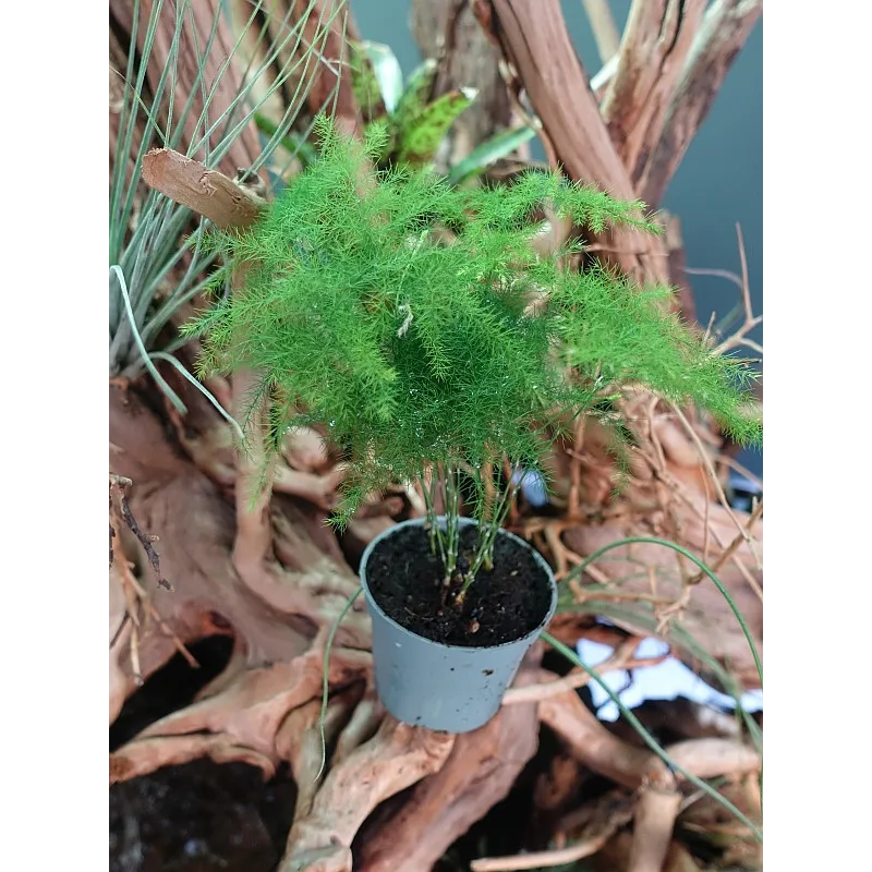 Asparagus Plumosus