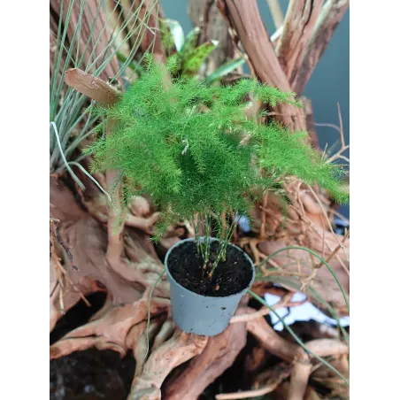 Asparagus Plumosus