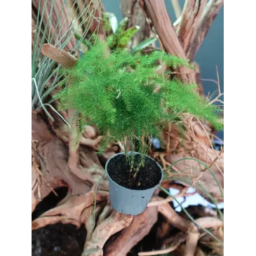 Asparagus Plumosus