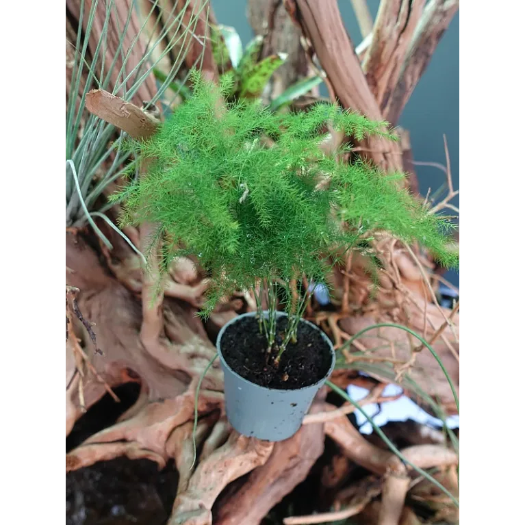Asparagus Plumosus