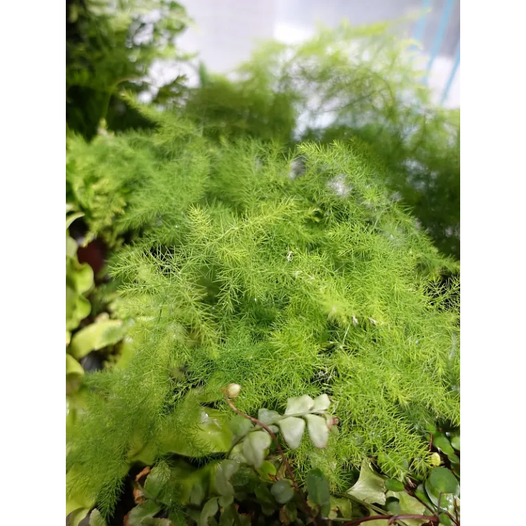 Asparagus Plumosus