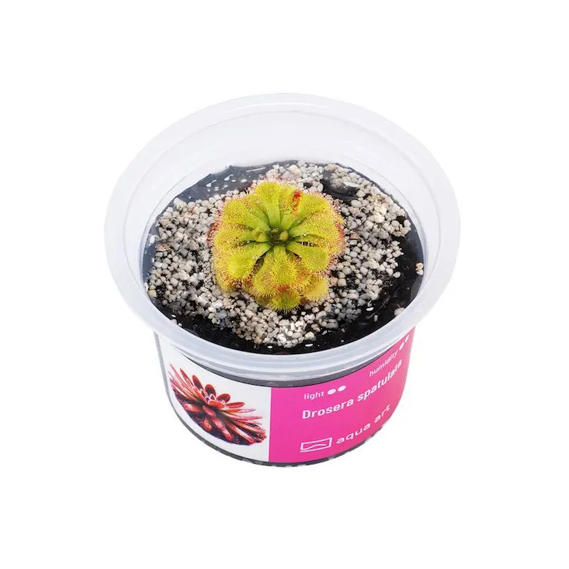 Drosera spatula in vitro