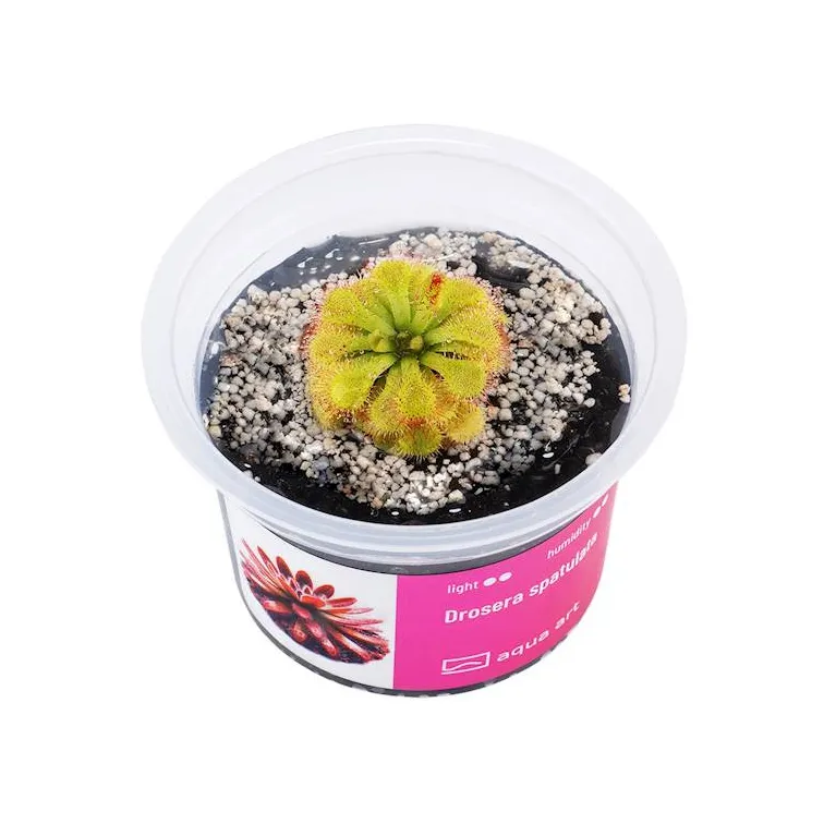 Drosera spatula in vitro