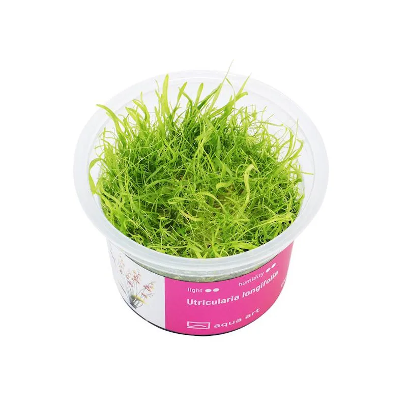 Utricularia longifolia in vitro