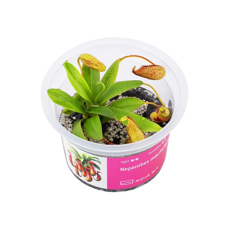 Nepenthes macfarlanei in vitro
