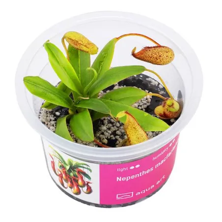 Nepenthes macfarlanei in vitro