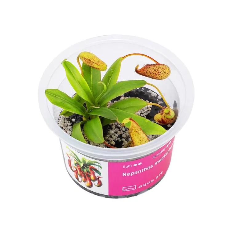 Nepenthes macfarlanei in vitro