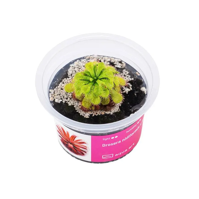 Drosera nidiformis x natalensis in vitro