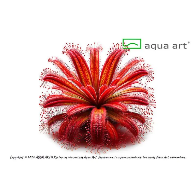 Drosera nidiformis x natalensis in vitro