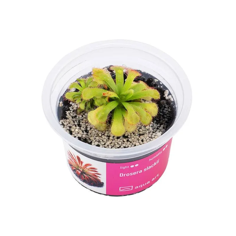 Drosera slackii  in vitro