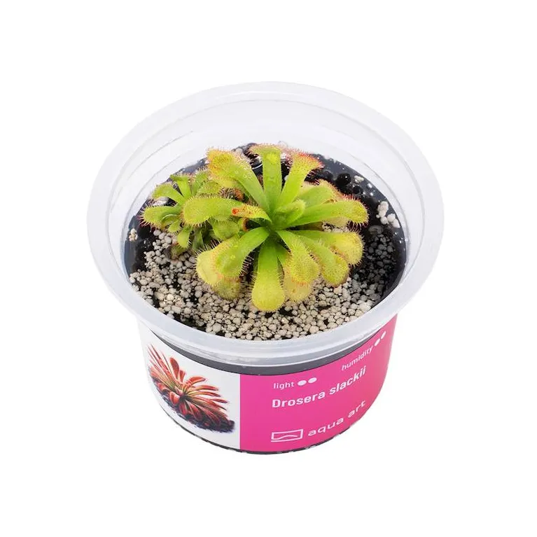 Drosera slackii  in vitro