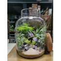 Terrarium avec Bouchon de Liège