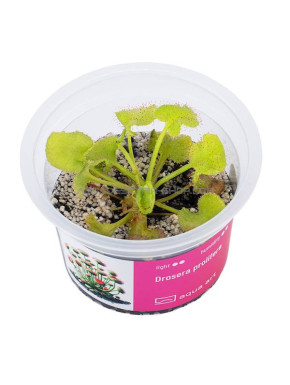 Drosera prolifera in vitro