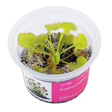 Drosera prolifera in vitro