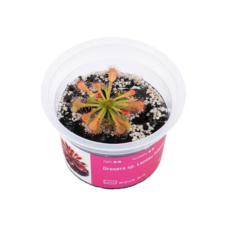 Drosera sp. Lantau Island in vitro