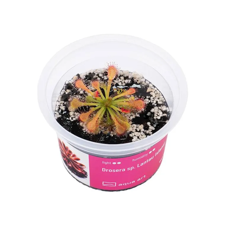 Drosera sp. Lantau Island in vitro