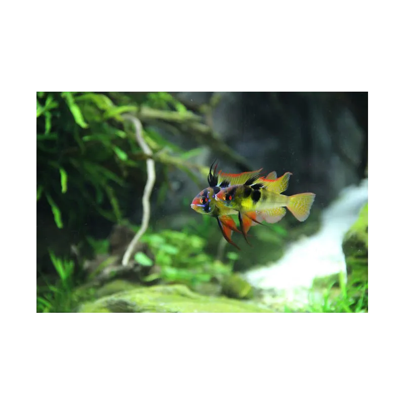 Mikrogeophagus Ramirezi