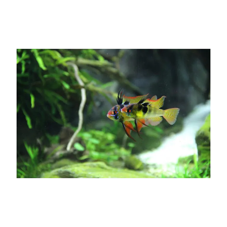 Mikrogeophagus Ramirezi