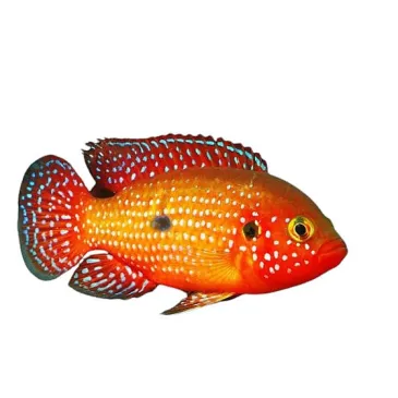 Hemichromis lifalili (Cichlidé Joyau)