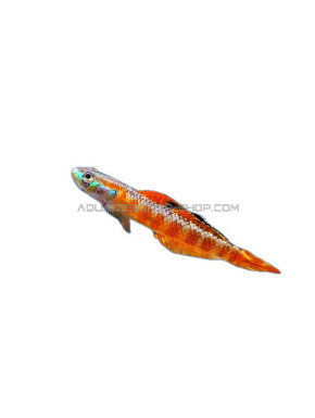 Stiphodon rutilaureus