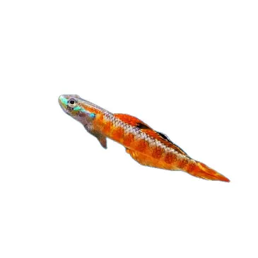 Stiphodon rutilaureus