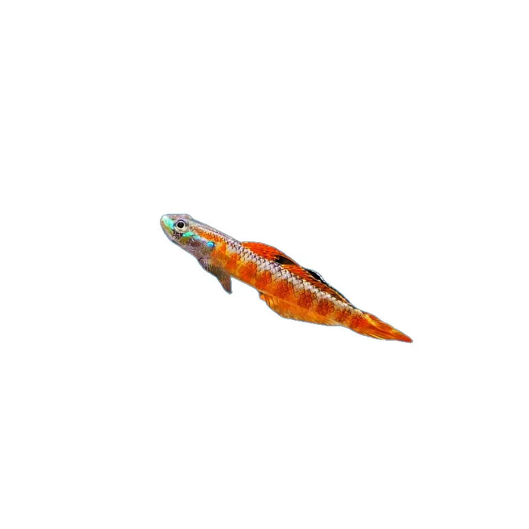 Stiphodon rutilaureus