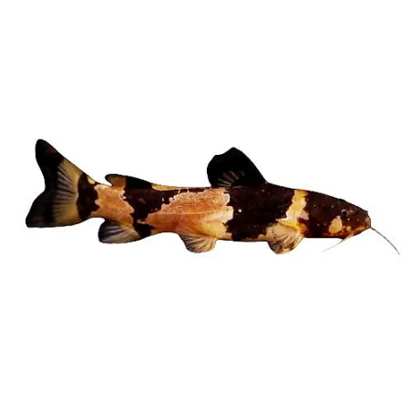 Microglanis poecilus