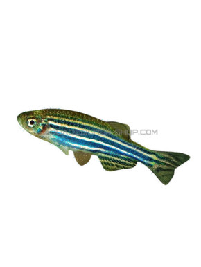 Brachydanio rerio