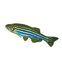 Brachydanio rerio