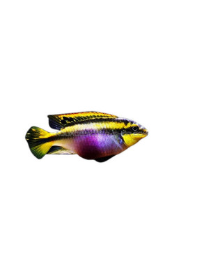 Pelvicachromis pulcher