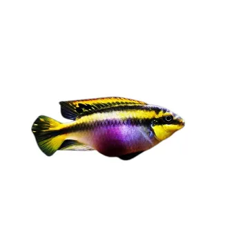 Pelvicachromis pulcher