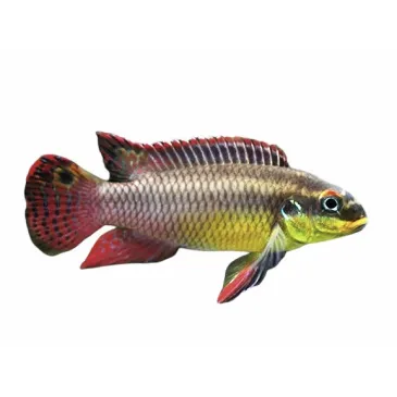 Pelvicachromis taeniatus red