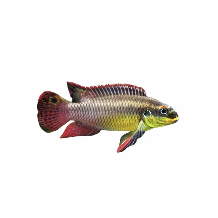 Pelvicachromis taeniatus red