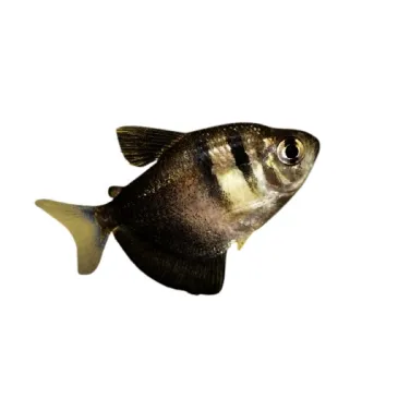 Gymnocorymbus ternetzi - veuve noir