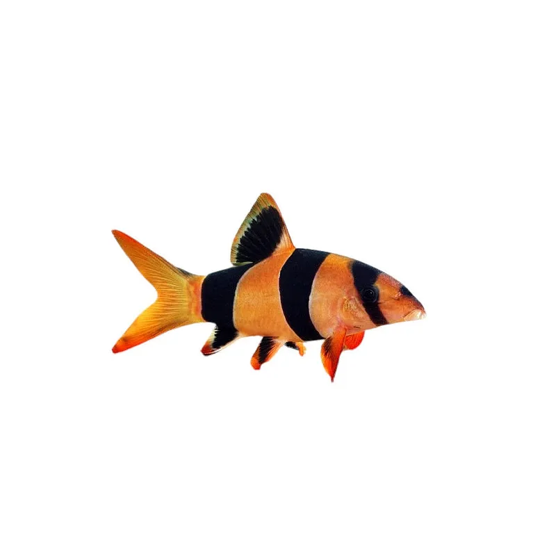 Chromobotia macracanthus XL