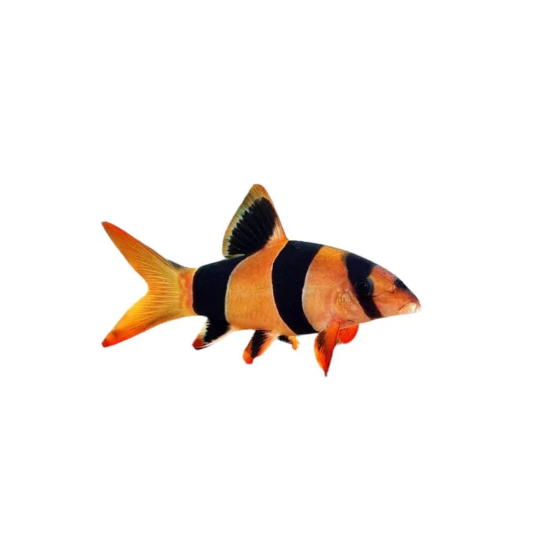 Chromobotia macracanthus XL