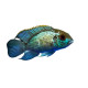 Andinoacara pulcher (Acara Bleu)