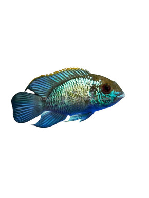 Andinoacara pulcher (Acara Bleu) 4-5cm