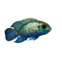 Andinoacara pulcher (Acara Bleu) 4-5cm