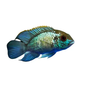 Andinoacara pulcher (Acara Bleu)
