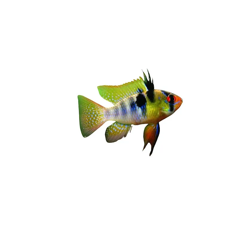 Mikrogeophagus Ramirezi