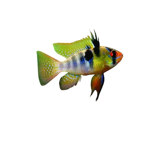 Mikrogeophagus Ramirezi