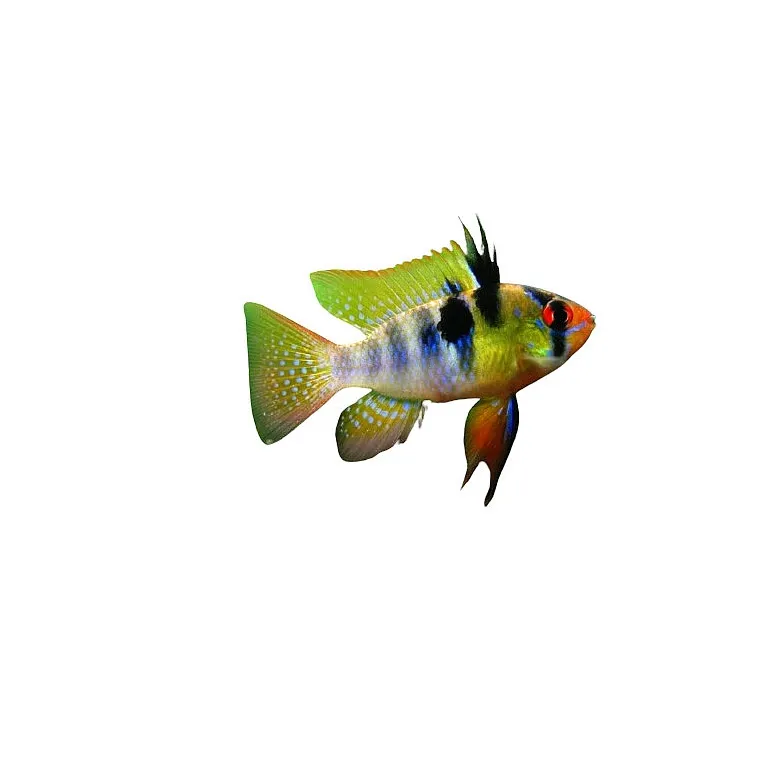 Mikrogeophagus Ramirezi