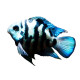 cichlasoma blue parrot