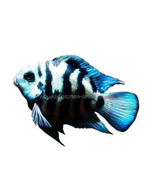 cichlasoma blue parrot