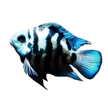 cichlasoma blue parrot