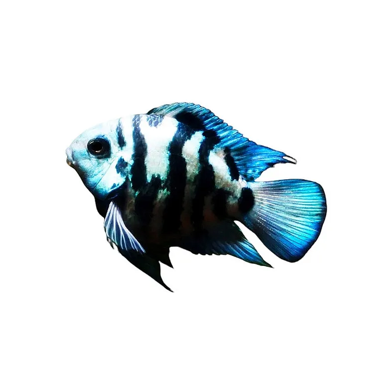 cichlasoma blue parrot