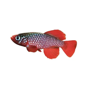 Nothobranchius cardinalis